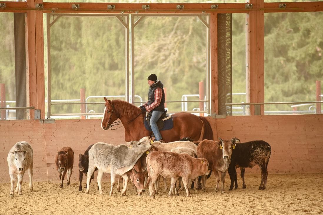 Pferdetraining bei der Rinderarbeit Pferdetraining bei der Rinderarbeit - Online-Betreuung durch Bavarian Horseman