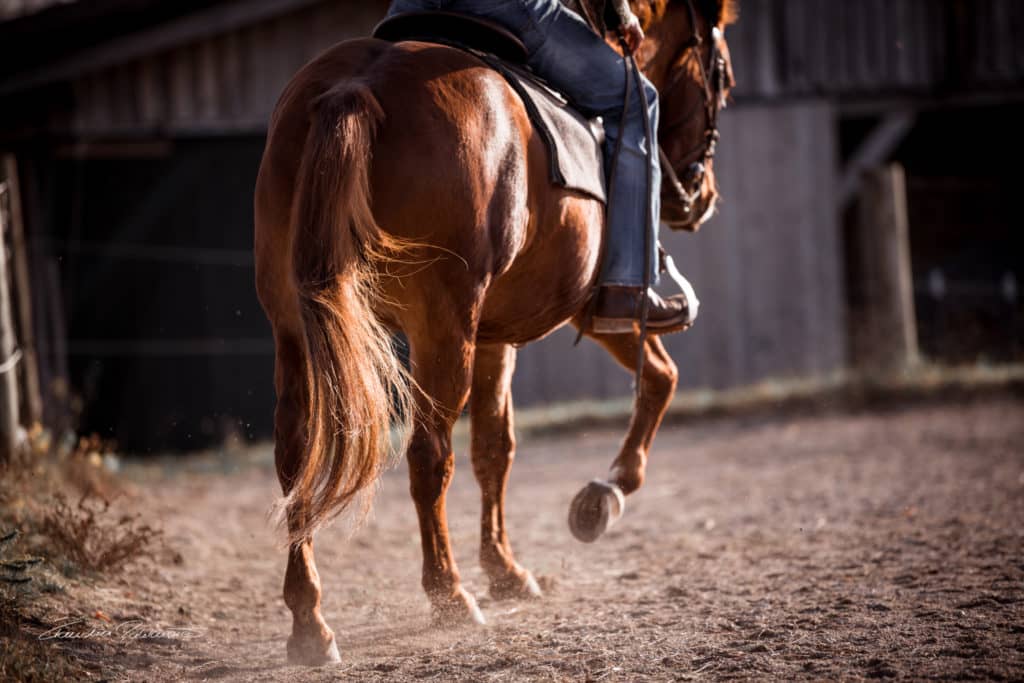 Horsemanship-Coaching mit Holger Heiß Mobiles Pferdetraining und Horsemanship-Coaching mit Holger Heiß
